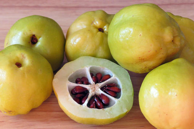 several greenish-yellow quinces. They are like shiny pears, but less elongated.  In the foreground, one is cut in half, to reveal five wedge-shaped hollows arranged symmetrically to form a circle, each filled with shiny brown seeds.